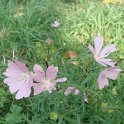 Malva moschata